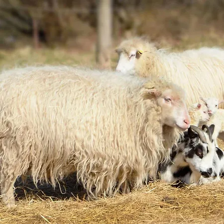Appartement Auszeit Am Elbufer, Garten + Schafe + Sauna Bleckede